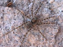 (Thin-legged Wolf Spider) dorsal
