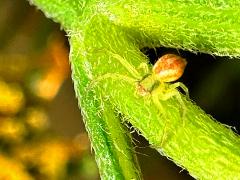 (Mecaphesa Crab Spider) dorsal