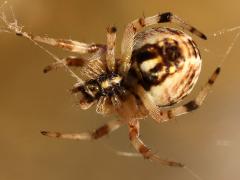(Western Spotted Orbweaver) ventral