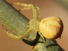 (Thomisidae Crab Spider) dorsal