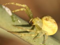 (Thomisidae Crab Spider) head