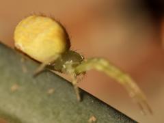 (Thomisidae Crab Spider) lateral