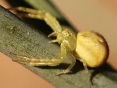 (Thomisidae Crab Spider) profile