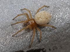 (Mexican Social Spider) (Mexican Social Spider) dorsal