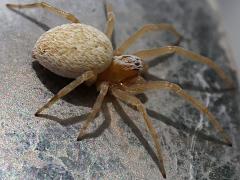 (Mexican Social Spider) (Mexican Social Spider) lateral