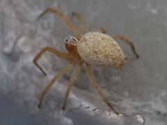 (Mexican Social Spider) (Mexican Social Spider) rear