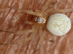 (Mexican Social Spider) (Mexican Social Spider) skin