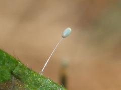 (Green Lacewing) egg