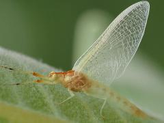 (Golden Drake Mayfly) lateral