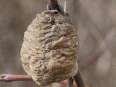 (Chinese Mantis) eggcase