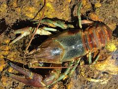 (Rusty Crayfish) male dorsal