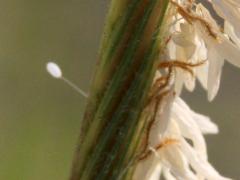 (Prairie Cord Grass) Green Lacewing egg on Prairie Cord Grass