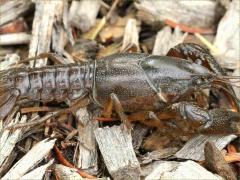 (Prairie Crayfish) dorsal