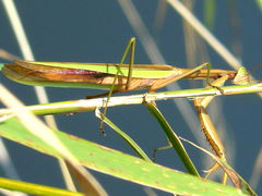 (Chinese Mantis) lateral
