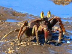 (Horn-eyed Ghost Crab) walking