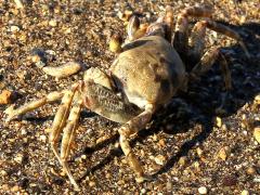 (Horn-eyed Ghost Crab) dorsal