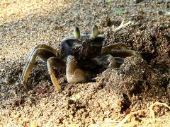 (Horn-eyed Ghost Crab) burrow