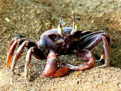 (Horn-eyed Ghost Crab) frontal