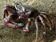 (Urvillii Horned Ghost Crab) walking