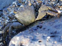 (Alamihi Rock Crab) dorsal