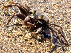 (Urvillii Horned Ghost Crab) frontal