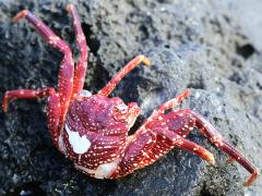 (Thin-shelled Rock Crab) dead