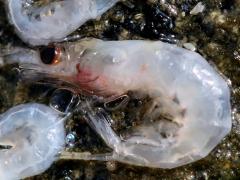 (Eucarida Shrimp) profile