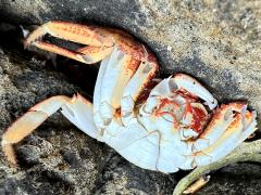 (Thin-shelled Rock Crab) ventral