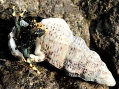 (Yellow-footed Hermit Crab) emerging