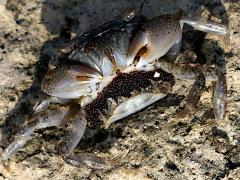 (Depressus Varunid Crab) female belly