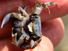 (Depressus Varunid Crab) female underside