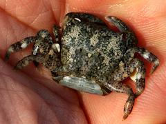 (Depressus Varunid Crab) female upperside