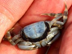 (Depressus Varunid Crab) female ventral