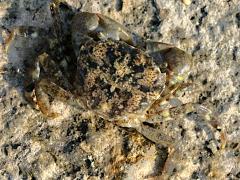 (Depressus Varunid Crab) male dorsal