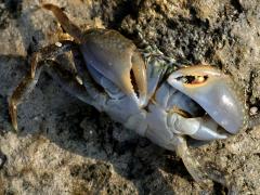 (Depressus Varunid Crab) male head