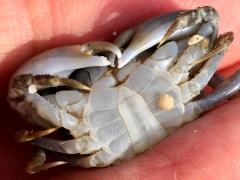 (Depressus Varunid Crab) male ventral