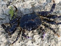 (Mottled Lightfoot Crab) dorsal