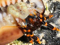 (Painted Hermit Crab) Hawaiian Snakehead Cowrie