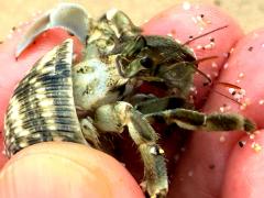 (CTawny Hermit Crab) dorsal
