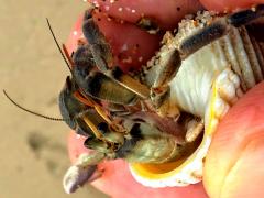 (CTawny Hermit Crab) lateral