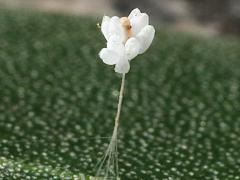 (Chrysopidae Green Lacewing) egg