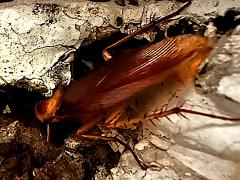 (American Cockroach) dorsal