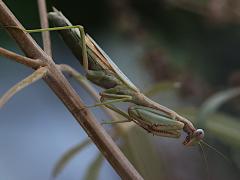 (Mediterranean Mantis) ventral