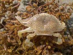 Speckled Swimming Crab on Brown Seaweed