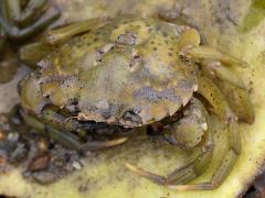 (European Green Crab) dorsal