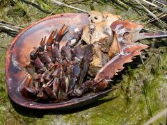 (Atlantic Horseshoe Crab) dead