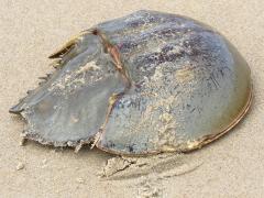 (Atlantic Horseshoe Crab) dorsal