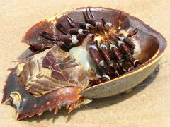 (Atlantic Horseshoe Crab) ventral