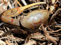 (Red-jointed Fiddler Crab) male dorsal
