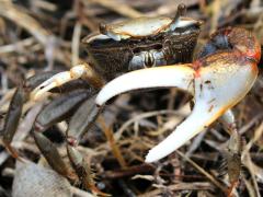 (Red-jointed Fiddler Crab) male frontal